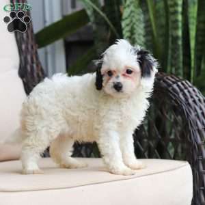 Jordan, Cavapoo Puppy